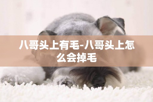 八哥頭上有毛-八哥頭上怎么會掉毛