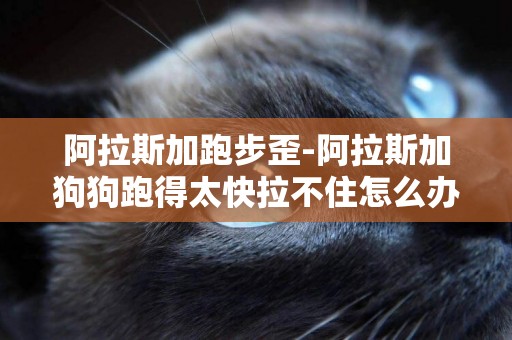 阿拉斯加跑步歪-阿拉斯加狗狗跑得太快拉不住怎么辦？