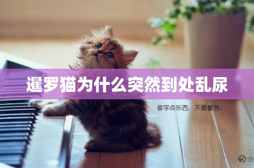 暹羅貓為什么突然到處亂尿