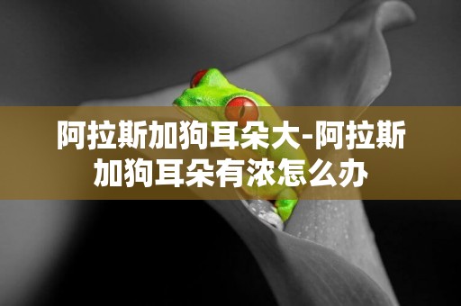 阿拉斯加狗耳朵大-阿拉斯加狗耳朵有濃怎么辦