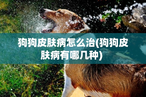 狗狗皮膚病怎么治(狗狗皮膚病有哪幾種) 