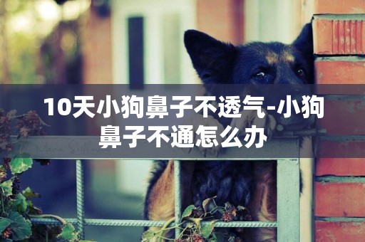 10天小狗鼻子不透氣-小狗鼻子不通怎么辦