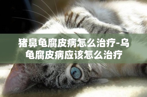 豬鼻龜腐皮病怎么治療-烏龜腐皮病應該怎么治療