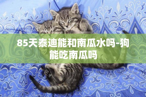 85天泰迪能和南瓜水嗎-狗能吃南瓜嗎