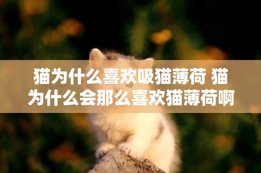 貓為什么喜歡吸貓薄荷 貓為什么會那么喜歡貓薄荷啊?