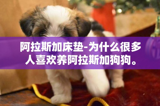 阿拉斯加床墊-為什么很多人喜歡養阿拉斯加狗狗。