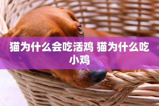 貓為什么會吃活雞 貓為什么吃小雞