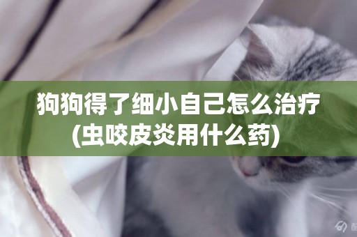 狗狗得了細小自己怎么治療(蟲咬皮炎用什么藥) 
