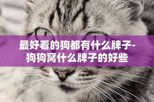 最好看的狗都有什么牌子-狗狗窩什么牌子的好些
