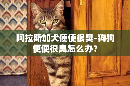 阿拉斯加犬便便很臭-狗狗便便很臭怎么辦？