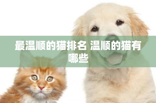 最溫順的貓排名 溫順的貓有哪些