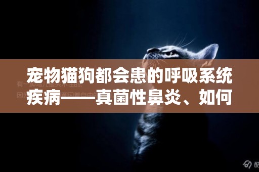 寵物貓狗都會患的呼吸系統疾病——真菌性鼻炎、如何診斷及治療 