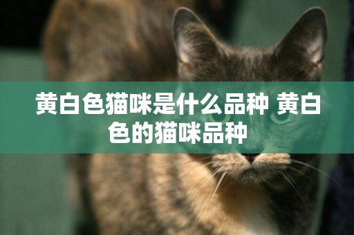 黃白色貓咪是什么品種 黃白色的貓咪品種