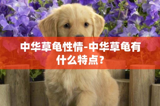 中華草龜性情-中華草龜有什么特點？