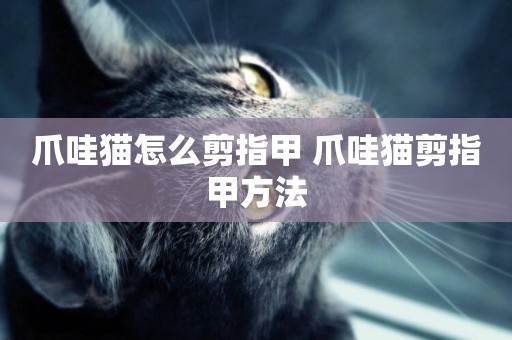 爪哇貓怎么剪指甲 爪哇貓剪指甲方法