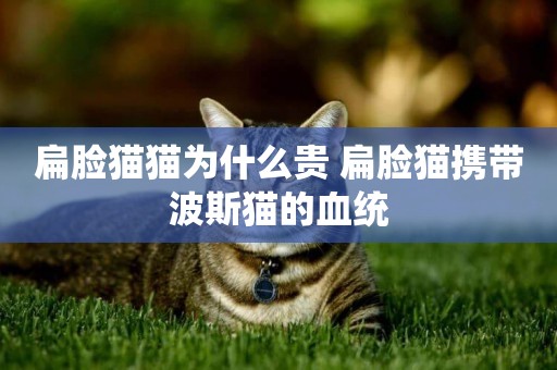 扁臉貓貓為什么貴 扁臉貓攜帶波斯貓的血統