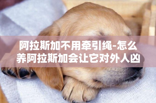 阿拉斯加不用牽引繩-怎么養阿拉斯加會讓它對外人兇！