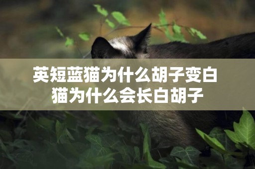 英短藍貓為什么胡子變白 貓為什么會長白胡子