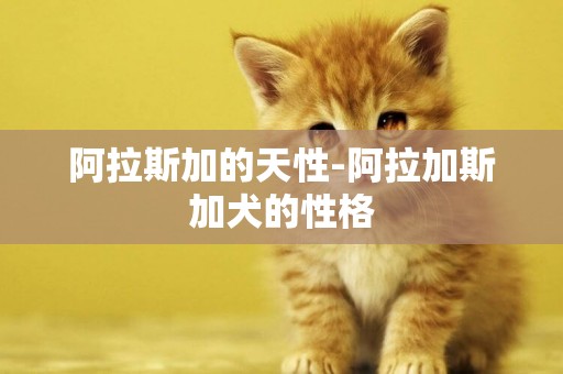 阿拉斯加的天性-阿拉加斯加犬的性格
