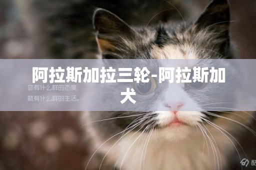 阿拉斯加拉三輪-阿拉斯加犬