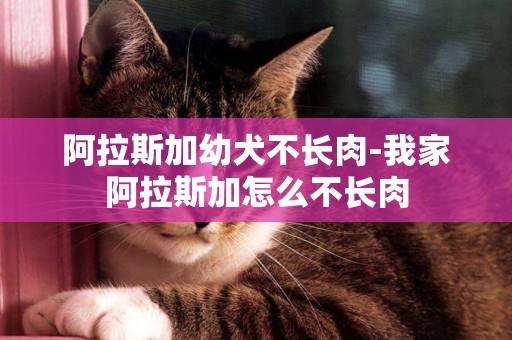 阿拉斯加幼犬不長肉-我家阿拉斯加怎么不長肉