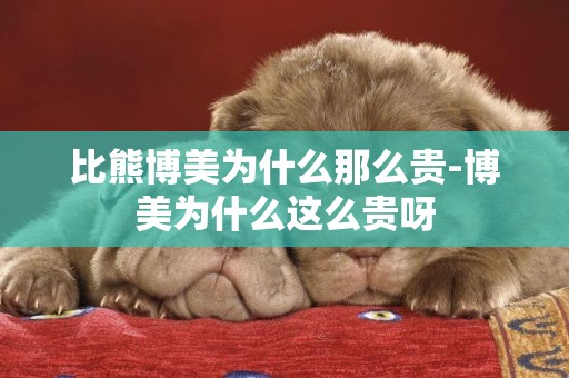 比熊博美為什么那么貴-博美為什么這么貴呀