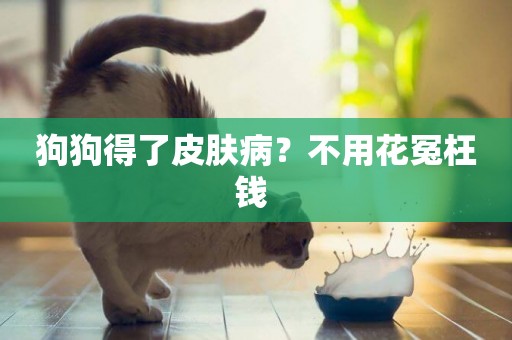 狗狗得了皮膚病？不用花冤枉錢 