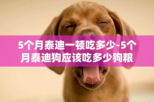 5個月泰迪一頓吃多少-5個月泰迪狗應該吃多少狗糧