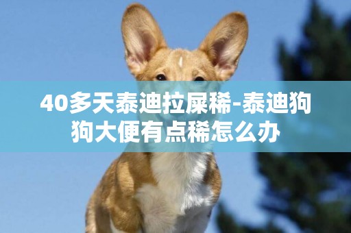 40多天泰迪拉屎稀-泰迪狗狗大便有點稀怎么辦