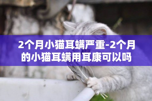 2個月小貓耳螨嚴重-2個月的小貓耳螨用耳康可以嗎