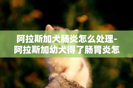 阿拉斯加犬腸炎怎么處理-阿拉斯加幼犬得了腸胃炎怎么辦