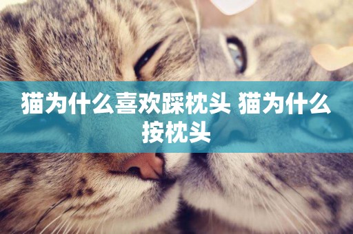貓為什么喜歡踩枕頭 貓為什么按枕頭