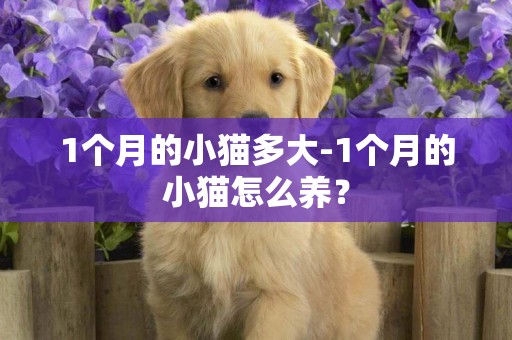 1個月的小貓多大-1個月的小貓怎么養？