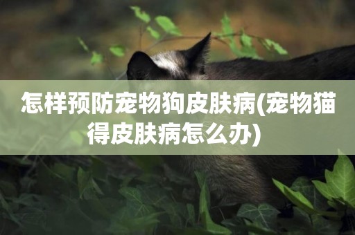 怎樣預防寵物狗皮膚病(寵物貓得皮膚病怎么辦) 