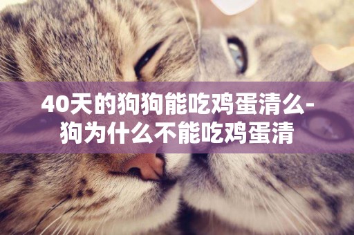 40天的狗狗能吃雞蛋清么-狗為什么不能吃雞蛋清