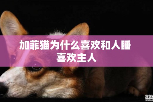 加菲貓為什么喜歡和人睡 喜歡主人