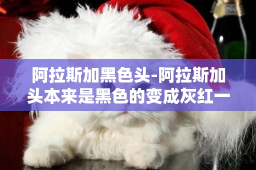 阿拉斯加黑色頭-阿拉斯加頭本來是黑色的變成灰紅一點了怎么回事