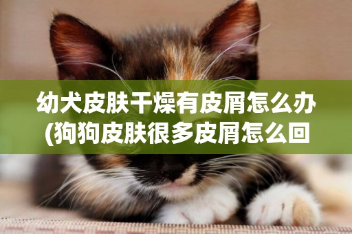 幼犬皮膚干燥有皮屑怎么辦(狗狗皮膚很多皮屑怎么回事) 