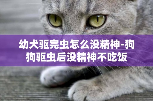 幼犬驅完蟲怎么沒精神-狗狗驅蟲后沒精神不吃飯