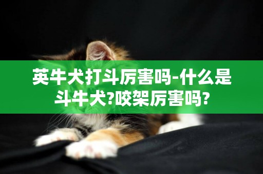 英牛犬打斗厲害嗎-什么是斗牛犬?咬架厲害嗎?