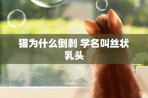 貓為什么倒刺 學名叫絲狀乳頭