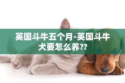 英國斗牛五個月-英國斗牛犬要怎么養??