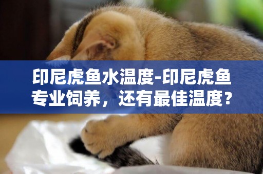 印尼虎魚水溫度-印尼虎魚專業飼養，還有最佳溫度？