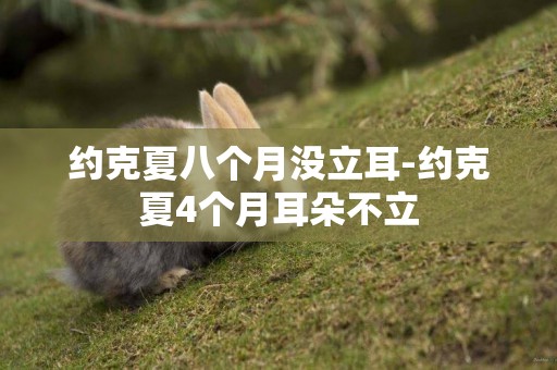 約克夏八個月沒立耳-約克夏4個月耳朵不立