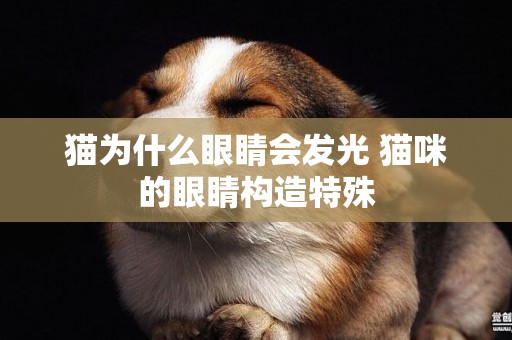 貓為什么眼睛會發光 貓咪的眼睛構造特殊