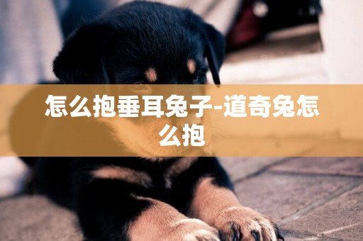 怎么抱垂耳兔子-道奇兔怎么抱