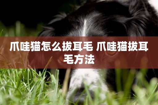 爪哇貓怎么拔耳毛 爪哇貓拔耳毛方法