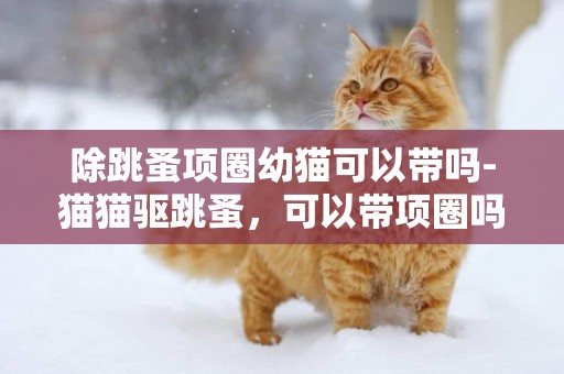 除跳蚤項圈幼貓可以帶嗎-貓貓驅跳蚤，可以帶項圈嗎