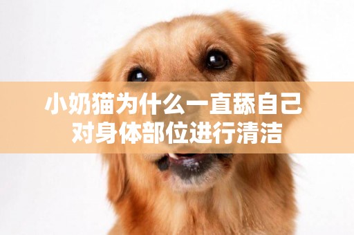 小奶貓為什么一直舔自己 對身體部位進行清潔