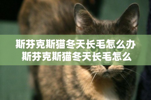 斯芬克斯貓冬天長毛怎么辦 斯芬克斯貓冬天長毛怎么處理